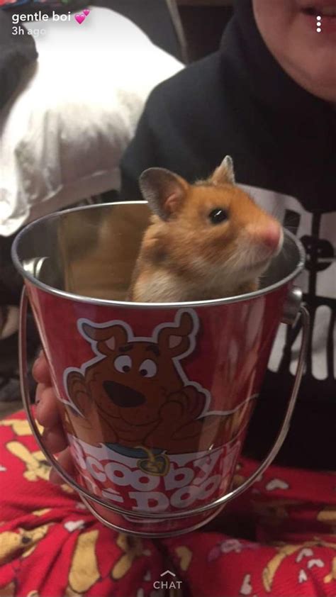 hamster gucci|my silly hamster Gucci passed over the rainbow bridge today.